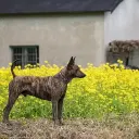 Taiwanhund