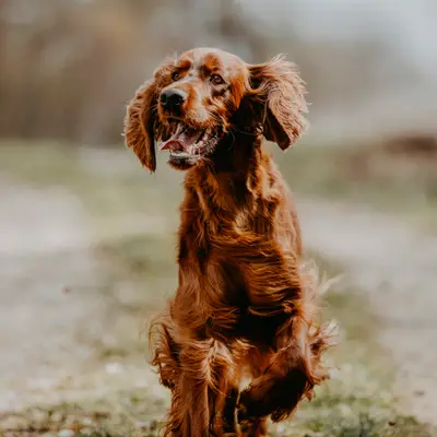Galerie-Bild von of the maroon fellows in Bayern, mit Eindrücken unserer Irish Red Setter-Zucht.