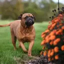 Bullmastiff