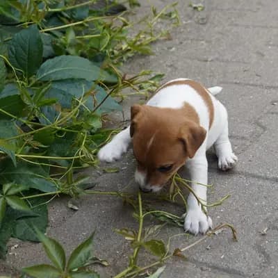 Bild aus vom Reichenwalder Land in Brandenburg, wo unsere Parson Russell Terrier-Hunde in einer liebevollen Umgebung aufwachsen.