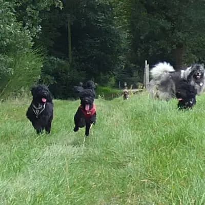 Bild aus Pudelzucht von der Jade in Niedersachsen, wo unsere Zwergpudel-Hunde in einer liebevollen Umgebung aufwachsen.