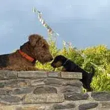 vom Dennenloher Schloss cover