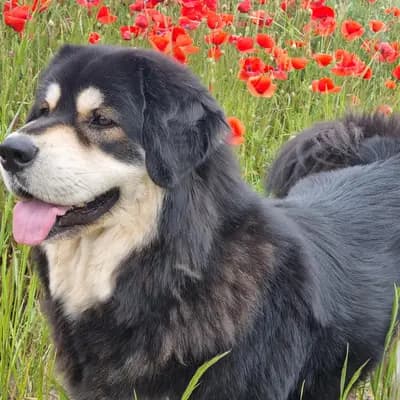 Bild aus Kalyani´s in Niederösterreich, wo unsere Do Khyi-Hunde in einer liebevollen Umgebung aufwachsen.