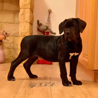 Foto des U-Wurf von Cane Corso Italiano in Cane corso Zuchtstation, aufgenommen in Olomoucký kraj.