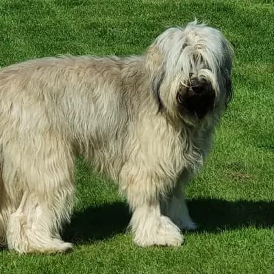 Foto von Hope, einem Cao da Serra de Aires-Elternhund in Nordrhein-Westfalen.