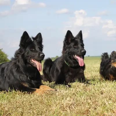 Galerie-Bild von Kleinspitze v. d  Schüpfer Zwergen und Langhaar Schäferhunde von den Schüpfer Hexen in Baden-Württemberg, mit Eindrücken unserer Kleinspitz-Zucht.