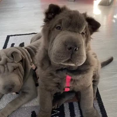 Foto von Teddy, einem Shar Pei-Elternhund in Baden-Württemberg.