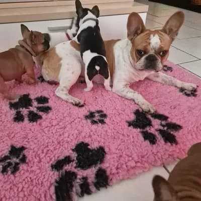 Bild aus Bullyzauber in Sachsen-Anhalt, wo unsere Französische Bulldogge-Hunde in einer liebevollen Umgebung aufwachsen.