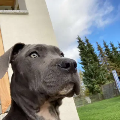 Galerie-Bild von Saupackerwelpen in Mecklenburg-Vorpommern, mit Eindrücken unserer Cane Corso Italiano-Zucht.