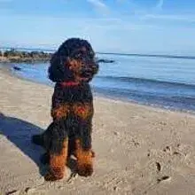Pudel vom Dobersdorfer See cover
