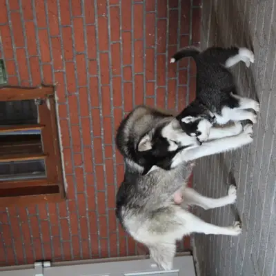 Galerie-Bild von Bright Little Bear  in Niedersachsen, mit Eindrücken unserer Siberian Husky-Zucht.