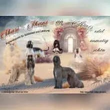 Shari-Shani-an-Amir cover