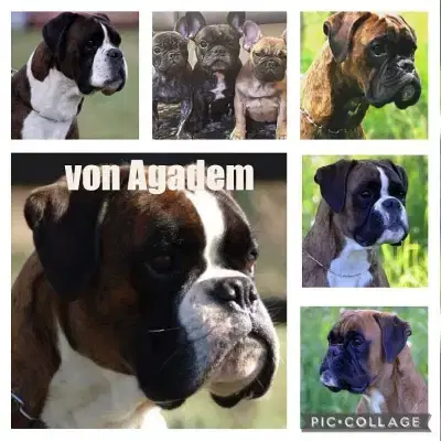 von Agadem cover