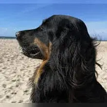 vom Yoldia-Meer cover