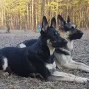 Eastern European Shepherd Dog