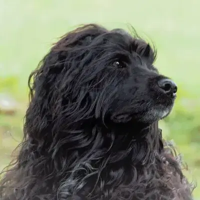 Menina de Sonho cover