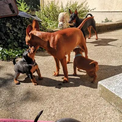 Bild aus Lowermillzwergpinscher  in Baden-Württemberg, wo unsere Zwergpinscher-Hunde in einer liebevollen Umgebung aufwachsen.