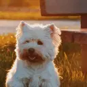 Cairn Terrier