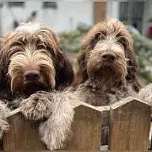 del Cuore di Diana cover