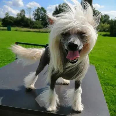 Bild aus The Bushwalker  in Niedersachsen, wo unsere Chinese Crested Dog-Hunde in einer liebevollen Umgebung aufwachsen.