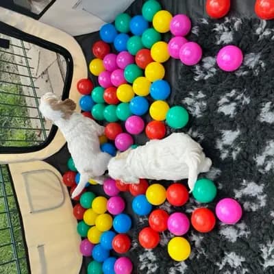 Bild aus Hundezucht vd Schönefelder Höhe in Brandenburg, wo unsere English Cocker Spaniel-Hunde in einer liebevollen Umgebung aufwachsen.