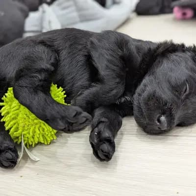 Bild aus ChocoDoodle in Niedersachsen, wo unsere Labradoodle (Labrador x Pudel)-Hunde in einer liebevollen Umgebung aufwachsen.
