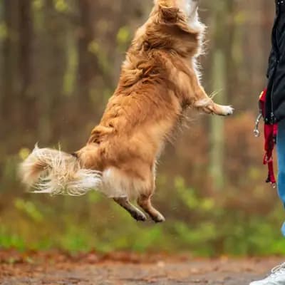 Hundehaftpflicht: Pflicht, Kosten und wichtige Leistungen