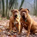 Dogue de Bordeaux