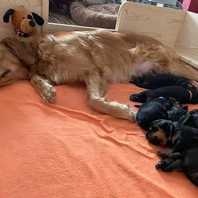 Bild aus Hovawarte von Doberow  in Brandenburg, wo unsere Hovawart-Hunde in einer liebevollen Umgebung aufwachsen.