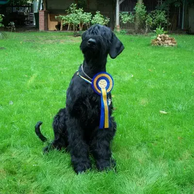 von der Mooshexe cover