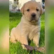 von Preusser's Glücksfellen cover