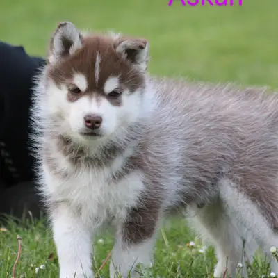 Galerie-Bild von Bright Little Bear  in Niedersachsen, mit Eindrücken unserer Siberian Husky-Zucht.