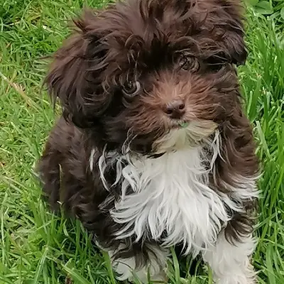 Bild aus de Lupatus in Bayern, wo unsere Bolonka Zwetna (Nationale Rasse)-Hunde in einer liebevollen Umgebung aufwachsen.