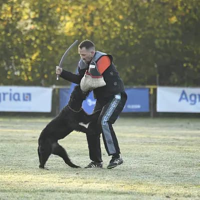 Galerie-Bild von Riesenschnauzer of Giant Black Hawks in Nordrhein-Westfalen, mit Eindrücken unserer Riesenschnauzer-Zucht.