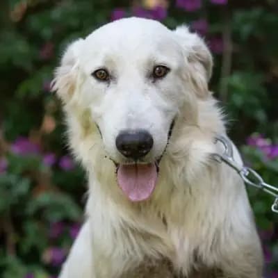 Allegra
