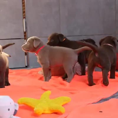 Bild aus Labradorzucht von der alten Oberförsterei in Thüringen, wo unsere Labrador Retriever-Hunde in einer liebevollen Umgebung aufwachsen.