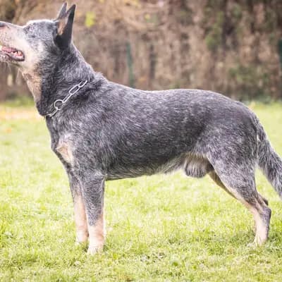 Foto von Bobby, einem Australian Cattle Dog-Elternhund in Steiermark.