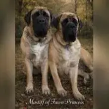 of Fawn Princess cover