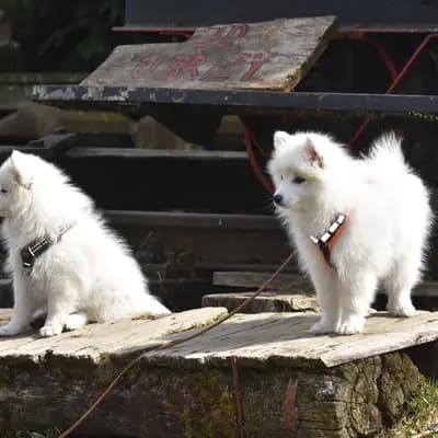 Bild aus Japanspitze von der Haager Schlossturmspitze in Bayern, wo unsere Japan Spitz-Hunde in einer liebevollen Umgebung aufwachsen.