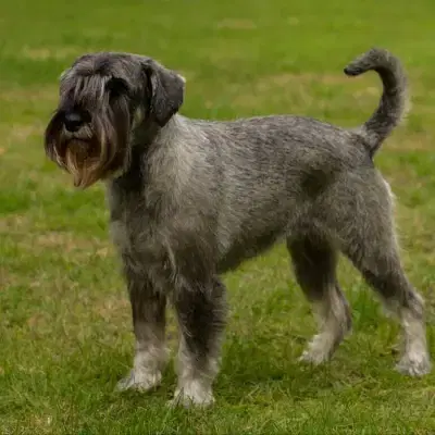 vom Rietburgblick cover