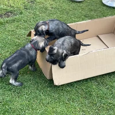 Galerie-Bild von Hundezucht von den Kalkseehexen in Brandenburg, mit Eindrücken unserer Schnauzer-Zucht.