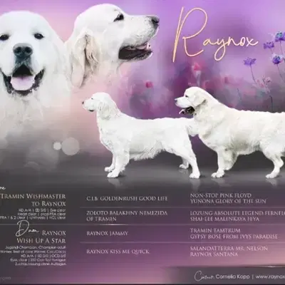 Golden Retriever Welpen Showlinie m. P. - Golden Retriever Welpe in Bayern