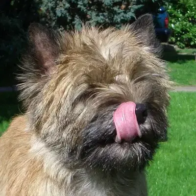Cairn-Lady's cover
