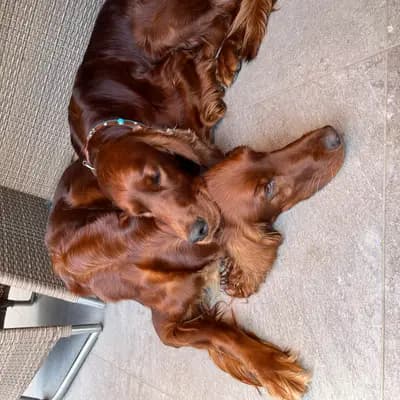 Galerie-Bild von of the maroon fellows in Bayern, mit Eindrücken unserer Irish Red Setter-Zucht.