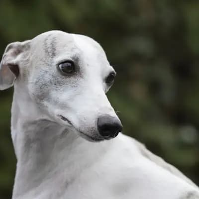 Bild aus Whippets of Poet‘s Corner  in Baden-Württemberg, wo unsere Whippet-Hunde in einer liebevollen Umgebung aufwachsen.