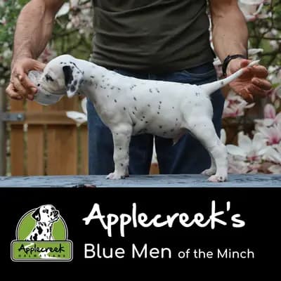 Applecreek’s Blue Men of the Minch – Dalmatiner Welpe, Bayern, Aufgezogen von Applecreek 