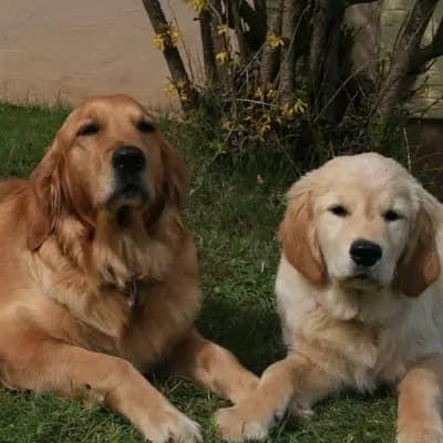 Golden Retriever vom Veitenstein 