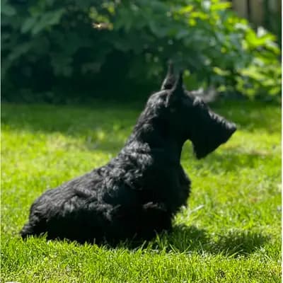 Titelbild von Scottish Terrier Little Jumpers  in Niedersachsen, Heimat unserer Scottish Terrier-Zucht.