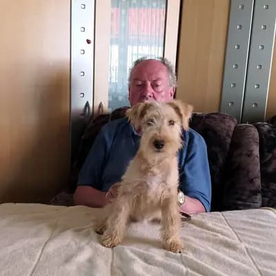 Foto von Caysi vom Amur, einem Lakeland Terrier-Welpe in Sachsen-Anhalt.