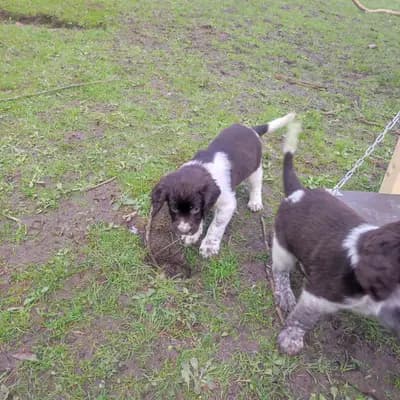 Ares – Kleiner Münsterländer Welpe, Niedersachsen, تمت تربيته بواسطة Vom Immengrund 